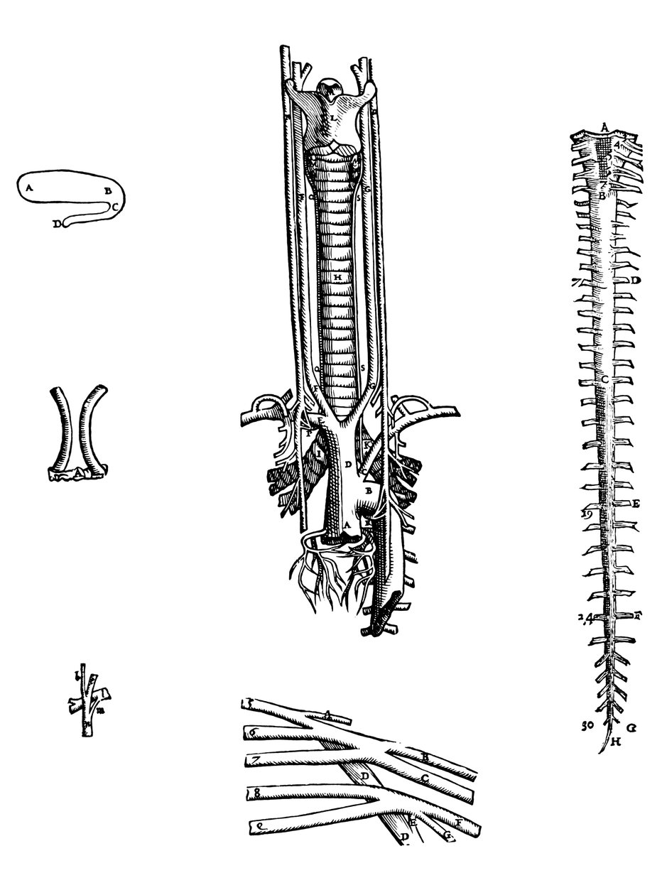 Desky ze čtvrté knihy De Humani Corporis Fabrica od Andreas Vesalius