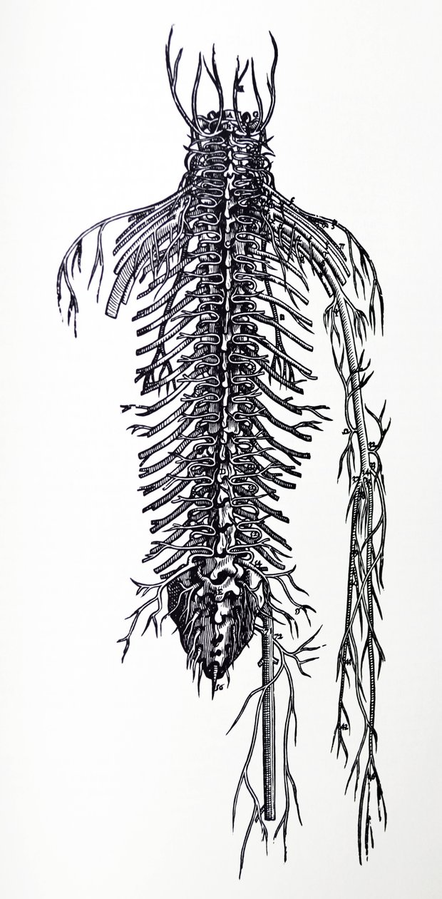 Desky ze čtvrté knihy De Humani Corporis Fabrica od Andreas Vesalius
