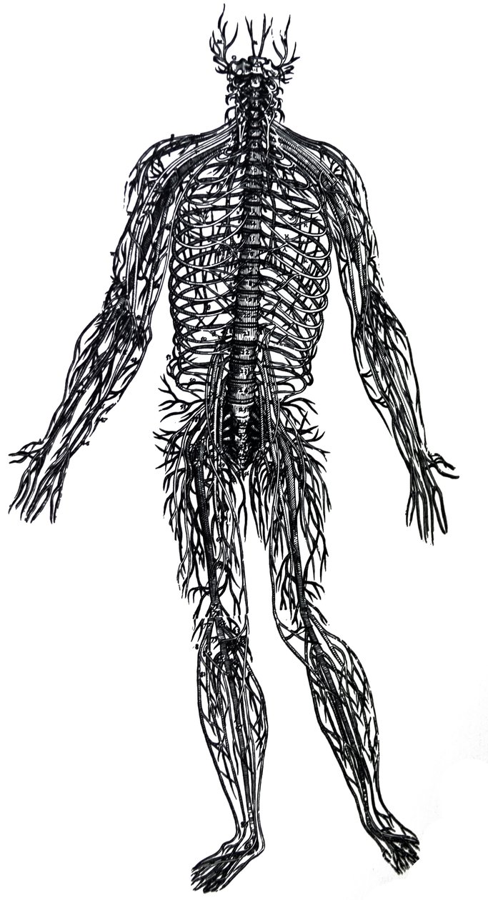 Desky ze čtvrté knihy De Humani Corporis Fabrica od Andreas Vesalius