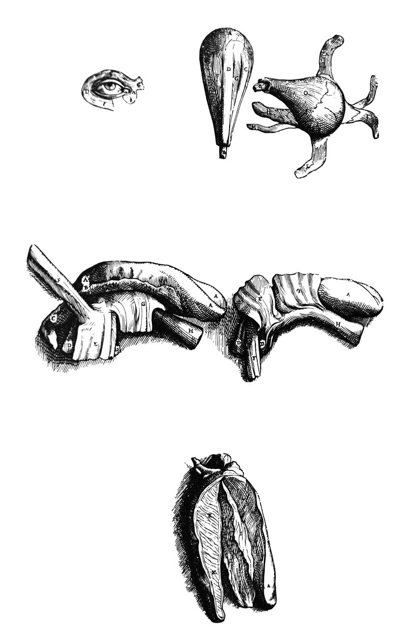 Desky z druhé knihy De Humani Corporis Fabrica od Andreas Vesalius