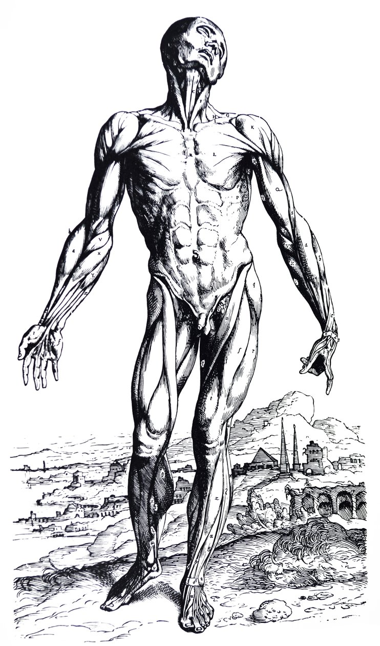 Desky z druhé knihy De Humani Corporis Fabrica od Andreas Vesalius