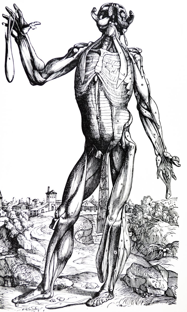 Desky z druhé knihy De Humani Corporis Fabrica od Andreas Vesalius