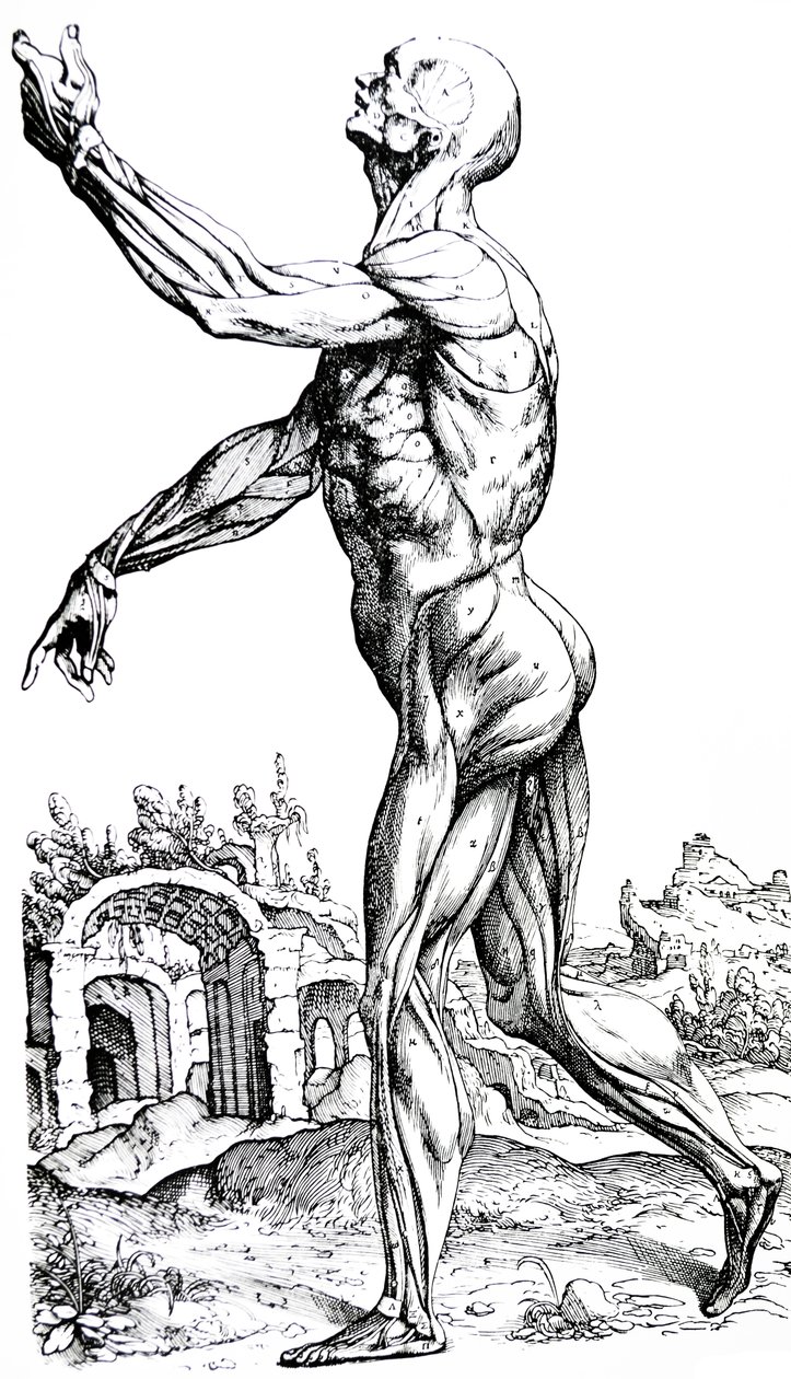 Desky z druhé knihy De Humani Corporis Fabrica od Andreas Vesalius