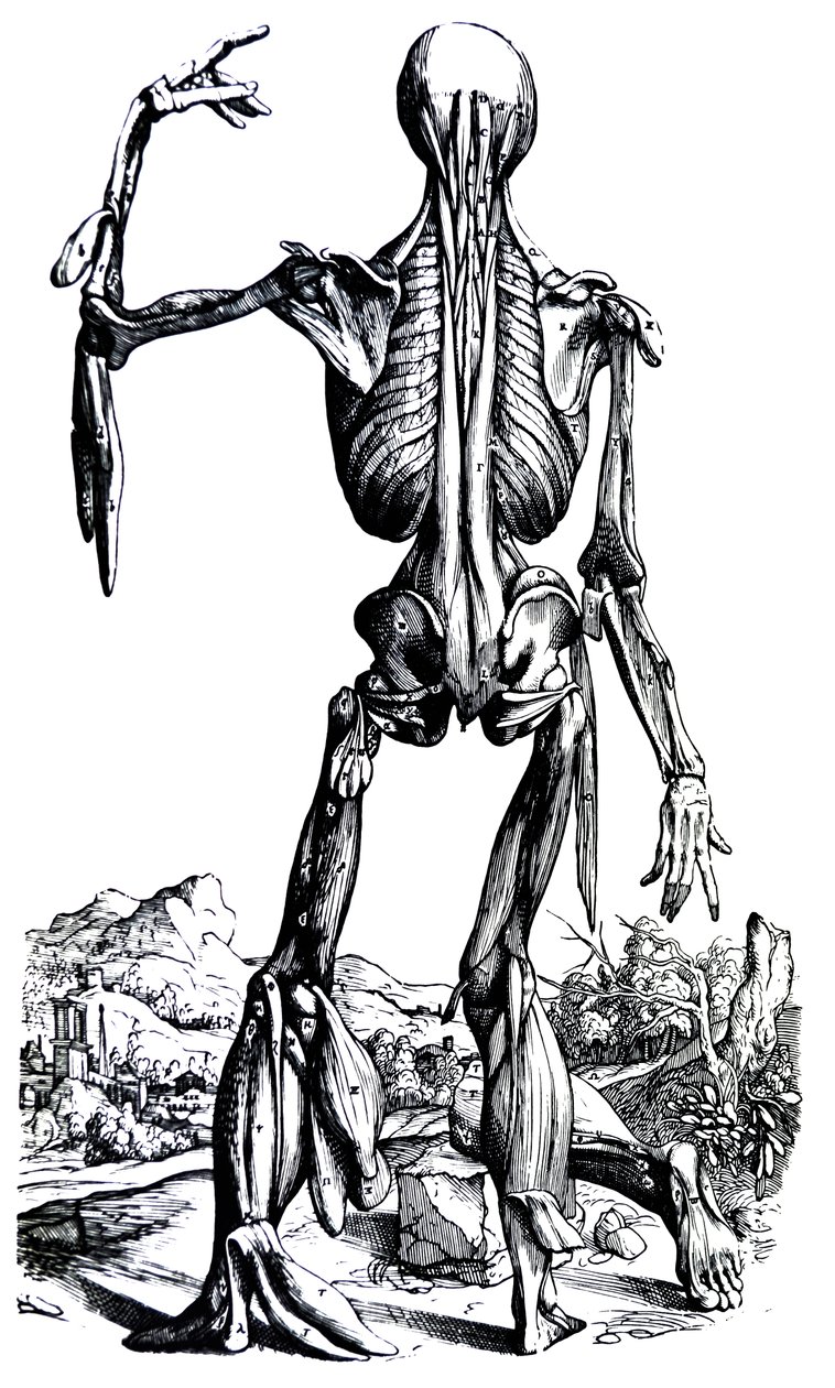 Desky z druhé knihy De Humani Corporis Fabrica od Andreas Vesalius