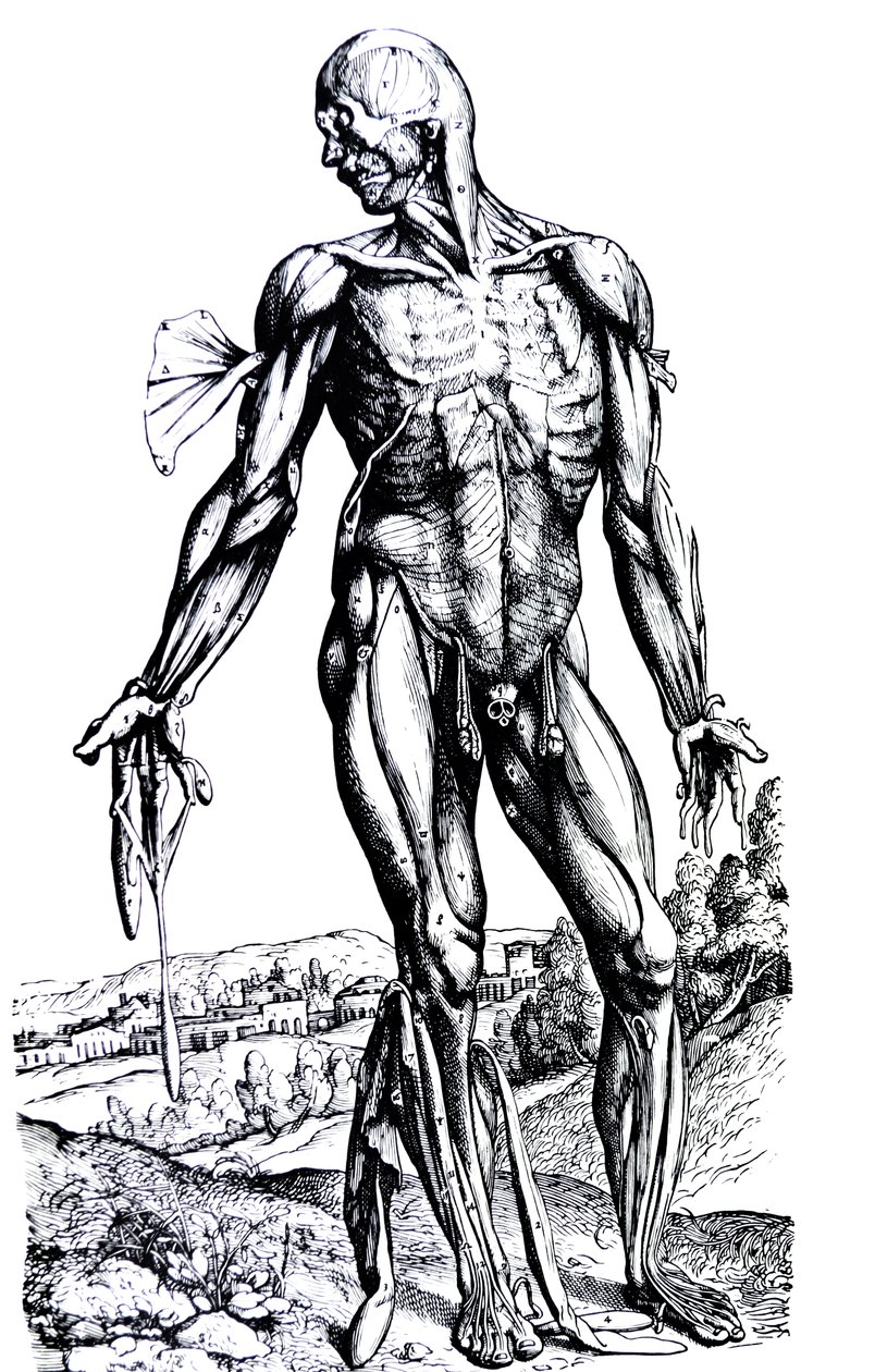 Desky z druhé knihy De Humani Corporis Fabrica od Andreas Vesalius