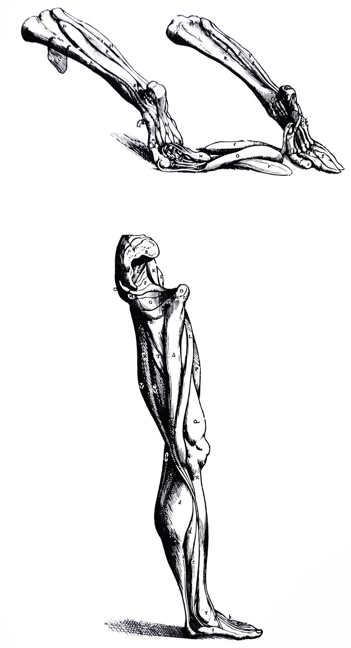 Desky z druhé knihy De Humani Corporis Fabrica od Andreas Vesalius
