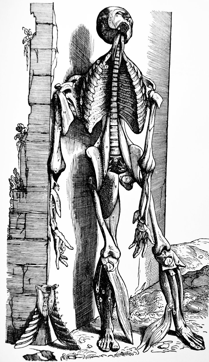 Desky z druhé knihy De Humani Corporis Fabrica od Andreas Vesalius