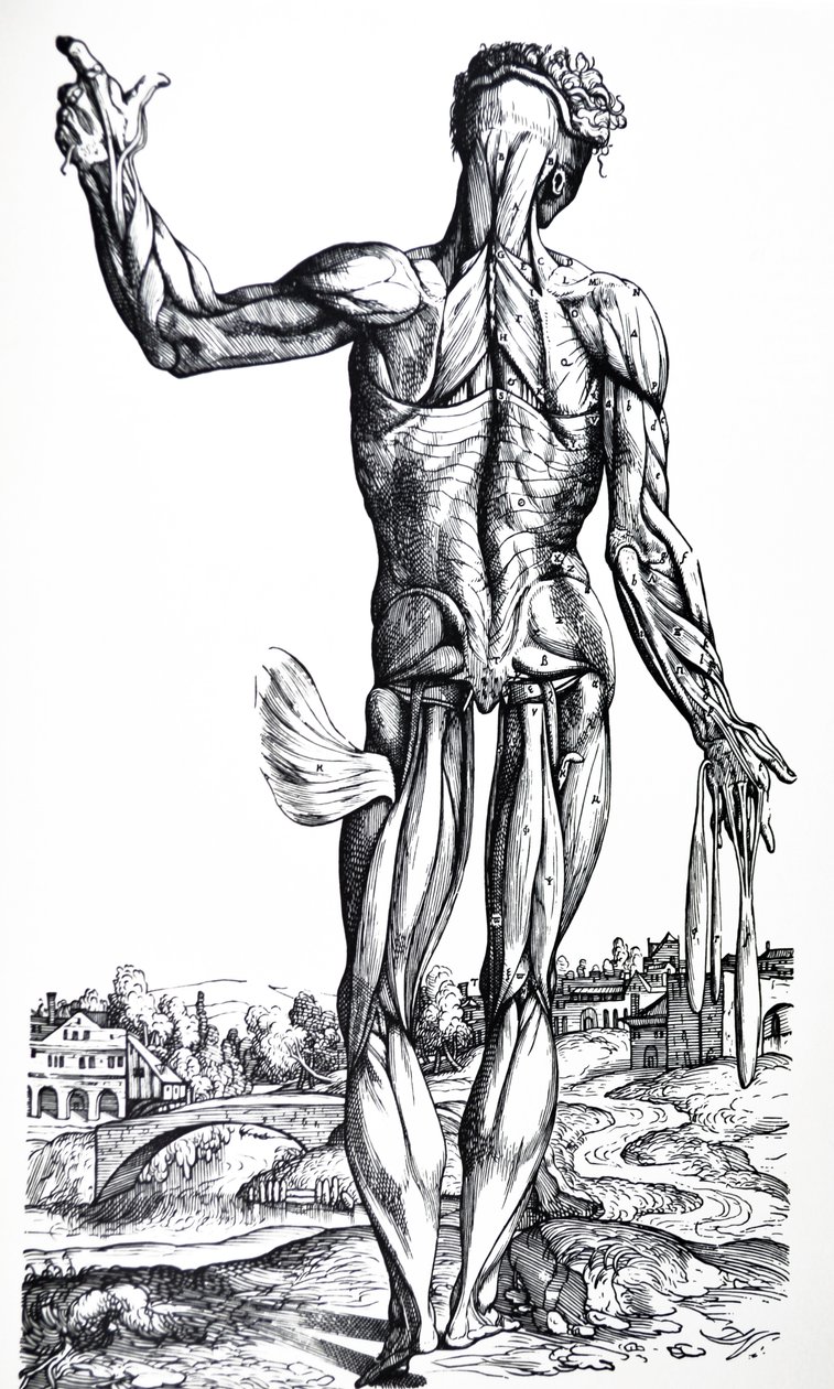 Desky z druhé knihy De Humani Corporis Fabrica od Andreas Vesalius