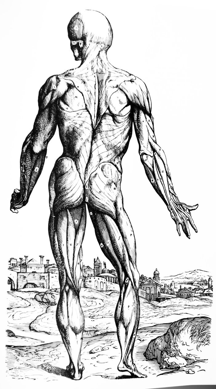 Desky z druhé knihy De Humani Corporis Fabrica od Andreas Vesalius