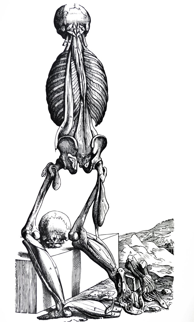 Desky z druhé knihy De Humani Corporis Fabrica od Andreas Vesalius