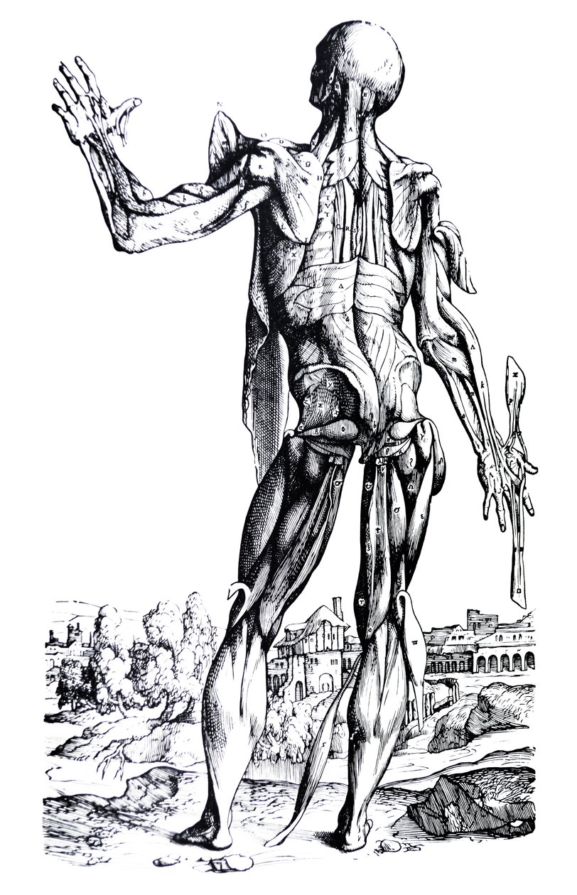 Desky z druhé knihy De Humani Corporis Fabrica od Andreas Vesalius