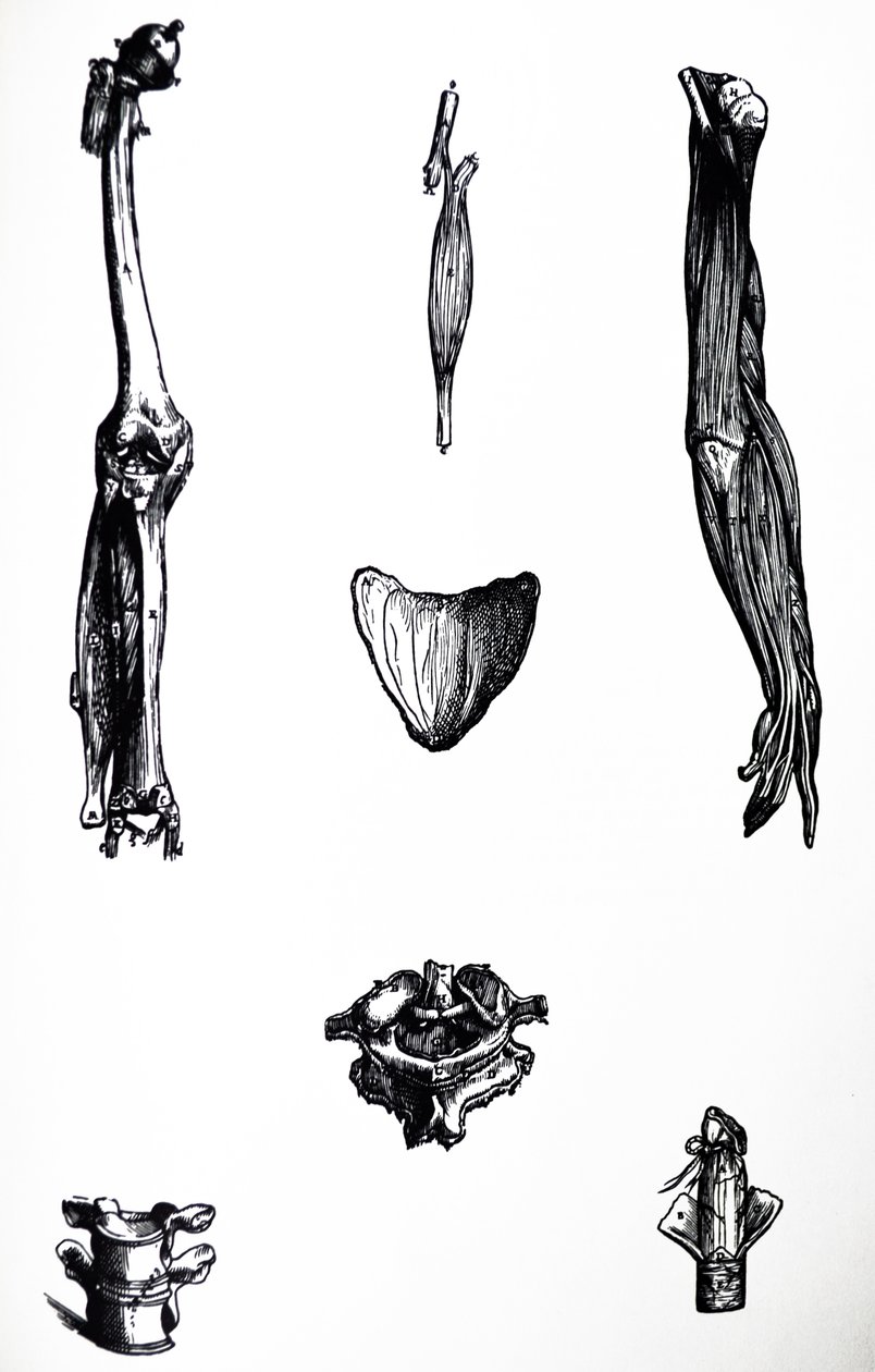 Desky z druhé knihy De Humani Corporis Fabrica od Andreas Vesalius