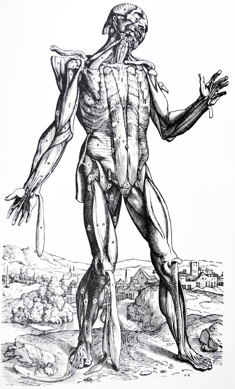 Desky z druhé knihy De Humani Corporis Fabrica od Andreas Vesalius