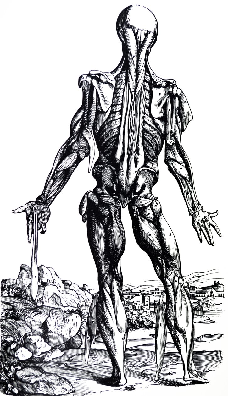 Desky z druhé knihy De Humani Corporis Fabrica od Andreas Vesalius
