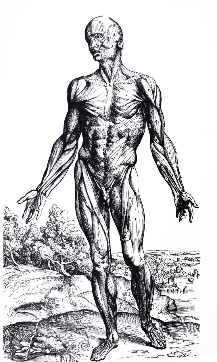 Desky z druhé knihy De Humani Corporis Fabrica od Andreas Vesalius