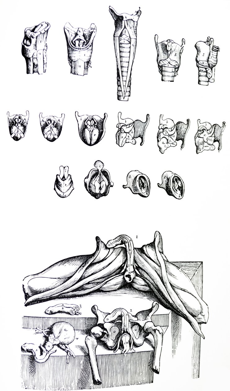 Desky z druhé knihy De Humani Corporis Fabrica od Andreas Vesalius
