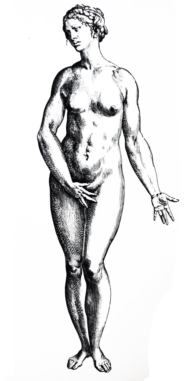 Desky ze sedmé knihy De Humani Corporis Fabrica od Andreas Vesalius