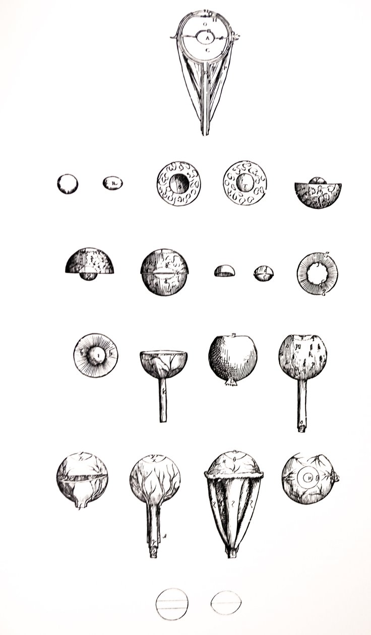 Desky ze sedmé knihy De Humani Corporis Fabrica od Andreas Vesalius