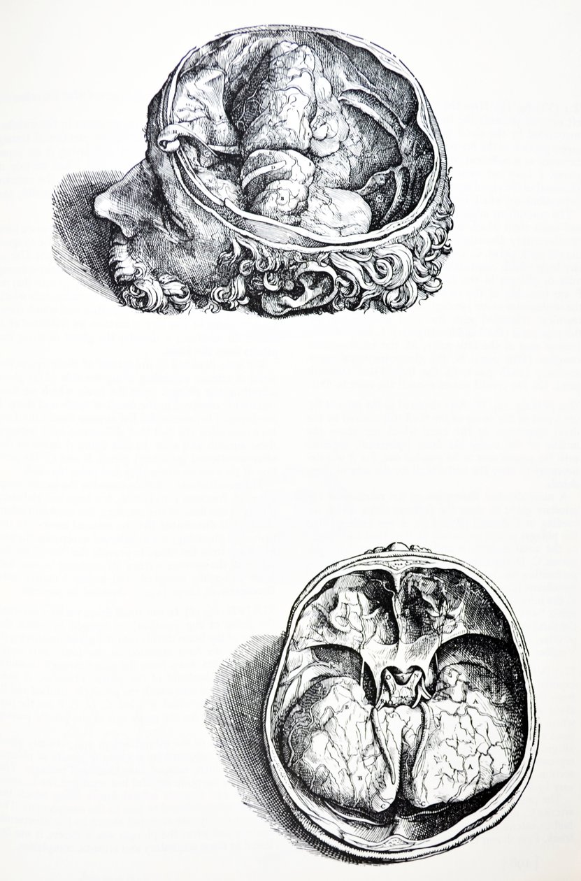 Desky ze sedmé knihy De Humani Corporis Fabrica od Andreas Vesalius