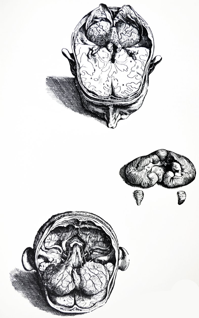 Desky ze sedmé knihy De Humani Corporis Fabrica od Andreas Vesalius