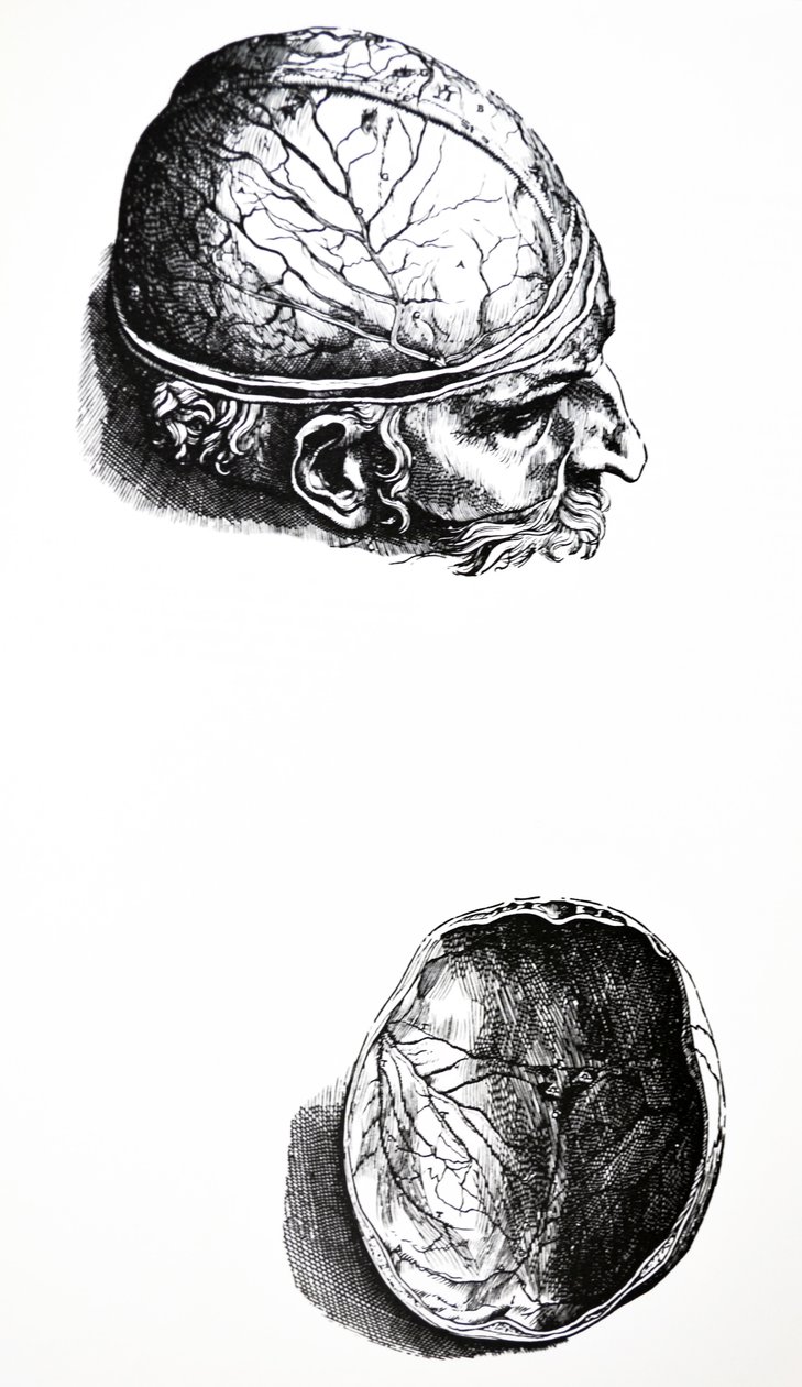 Desky ze sedmé knihy De Humani Corporis Fabrica od Andreas Vesalius