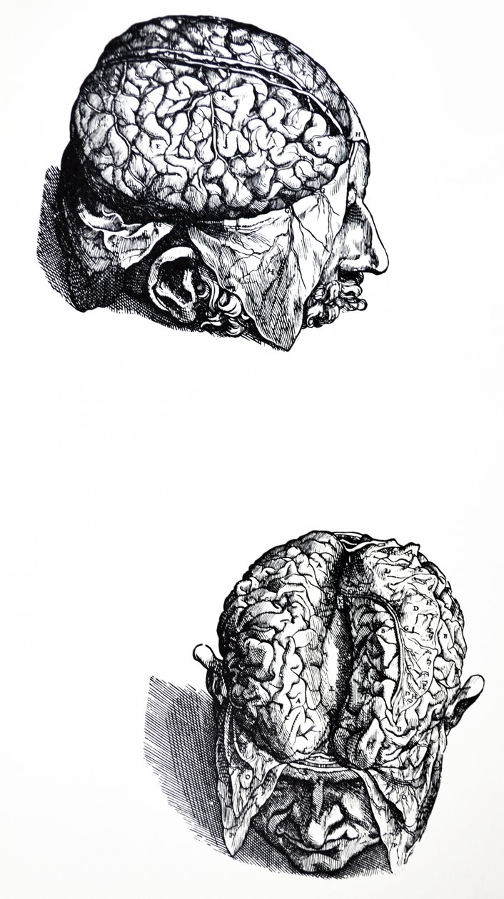 Desky ze sedmé knihy De Humani Corporis Fabrica od Andreas Vesalius
