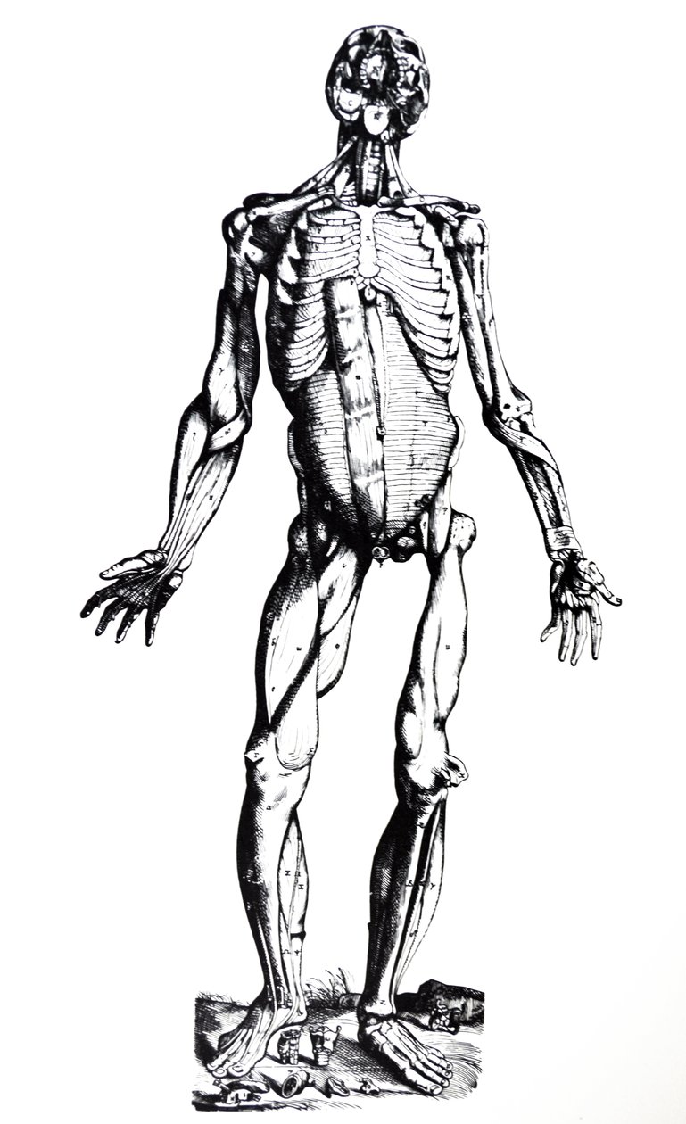 Desky ze sedmé knihy De Humani Corporis Fabrica od Andreas Vesalius