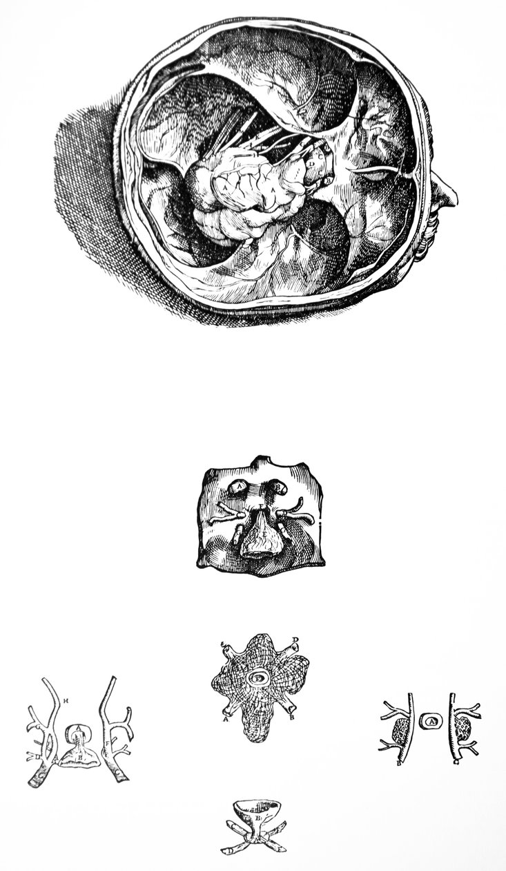Desky ze sedmé knihy De Humani Corporis Fabrica od Andreas Vesalius