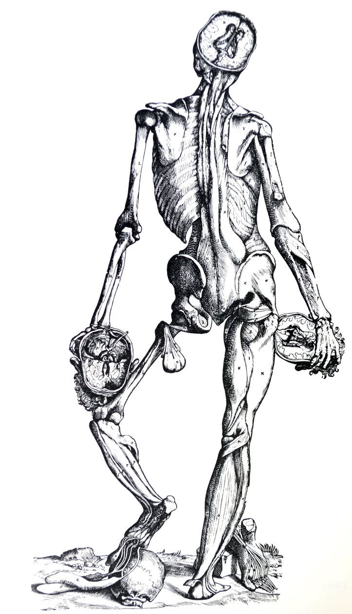 Desky ze sedmé knihy De Humani Corporis Fabrica od Andreas Vesalius