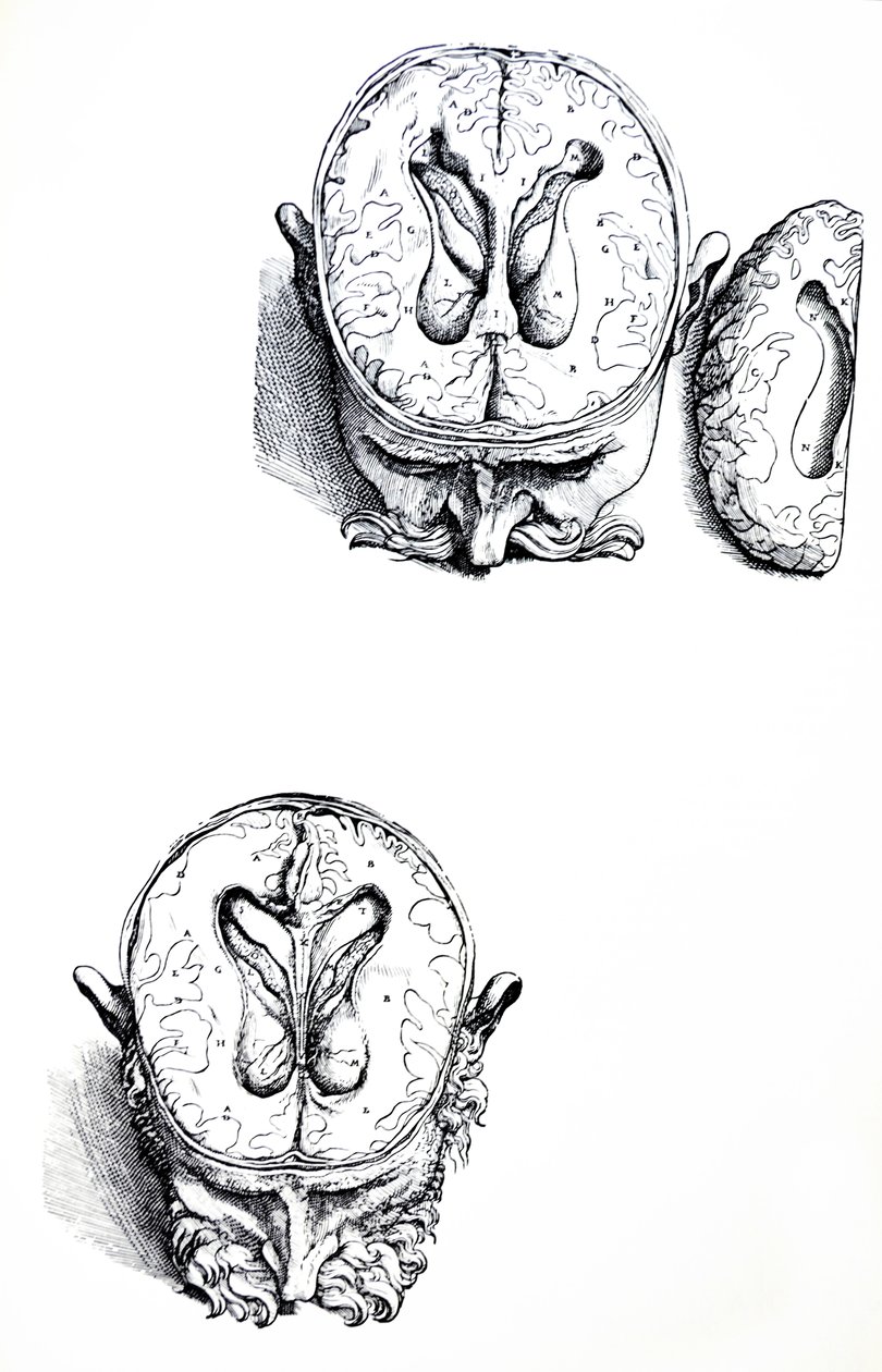 Desky ze sedmé knihy De Humani Corporis Fabrica od Andreas Vesalius