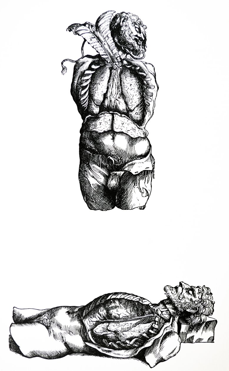 Desky ze šesté knihy De Humani Corporis Fabrica od Andreas Vesalius