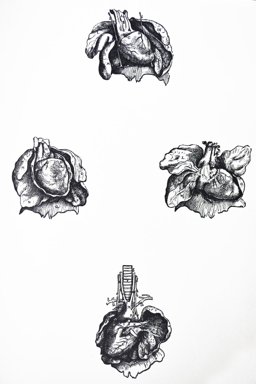 Desky ze šesté knihy De Humani Corporis Fabrica od Andreas Vesalius