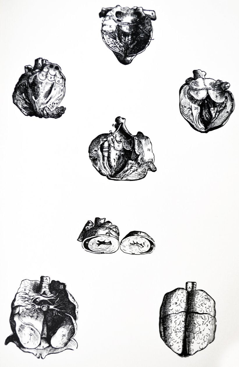 Desky ze šesté knihy De Humani Corporis Fabrica od Andreas Vesalius