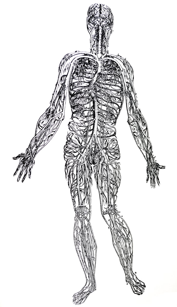 Desky z třetí knihy De Humani Corporis Fabrica od Andreas Vesalius