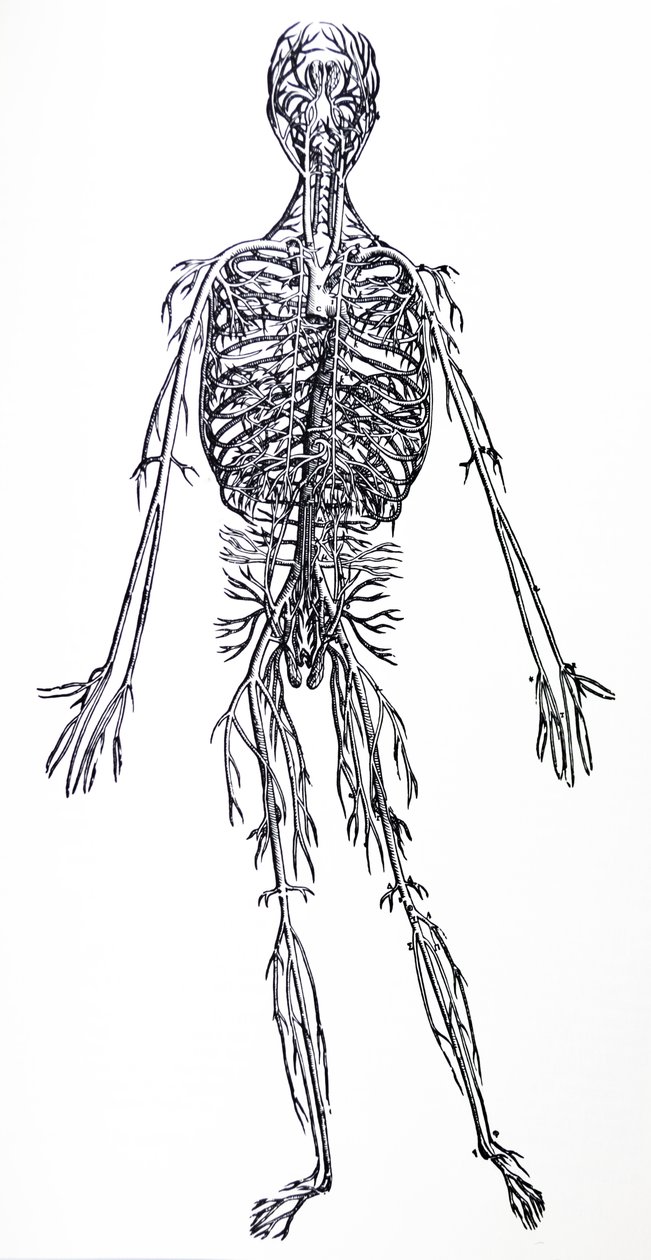 Desky z třetí knihy De Humani Corporis Fabrica od Andreas Vesalius