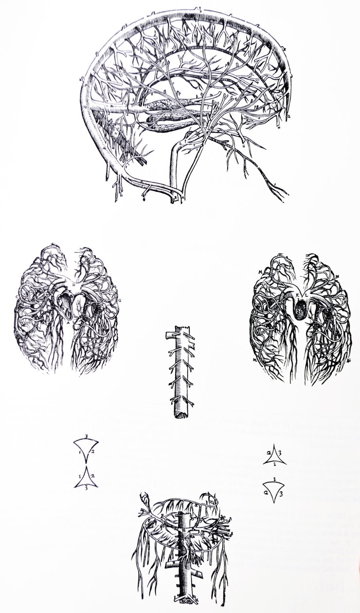 Desky z třetí knihy De Humani Corporis Fabrica od Andreas Vesalius
