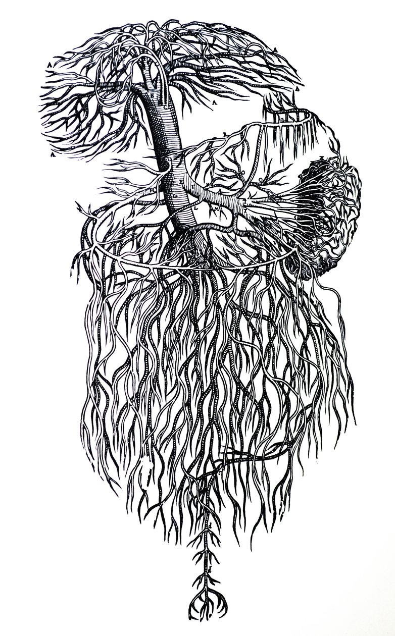 Desky z třetí knihy De Humani Corporis Fabrica od Andreas Vesalius