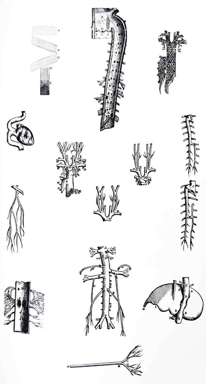 Desky z třetí knihy De Humani Corporis Fabrica od Andreas Vesalius