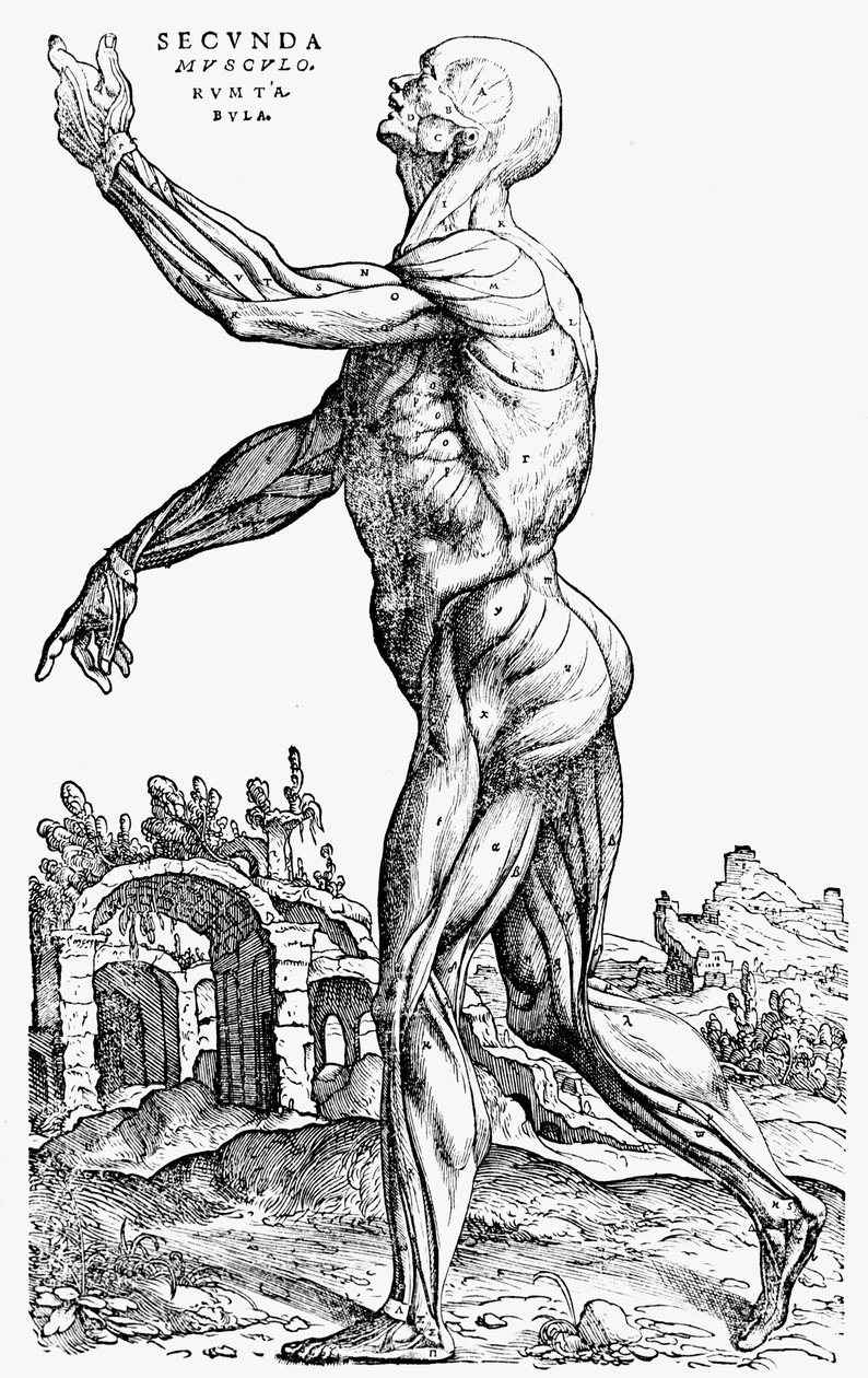 Druhá deska svalů, z knihy II De humani corporis fabrica, 1543 od Andreas Vesalius