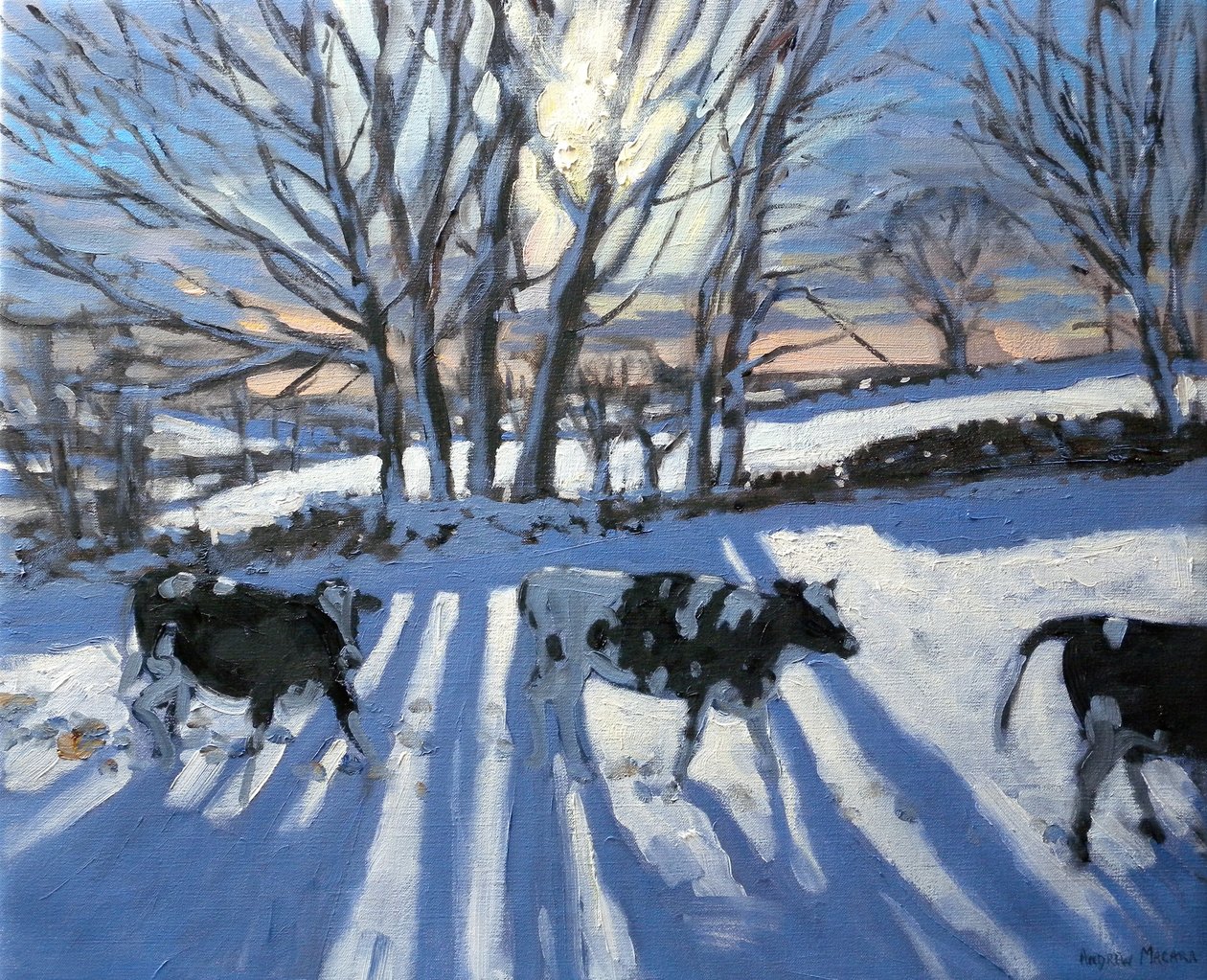 Fríské krávy, 2009 od Andrew Macara