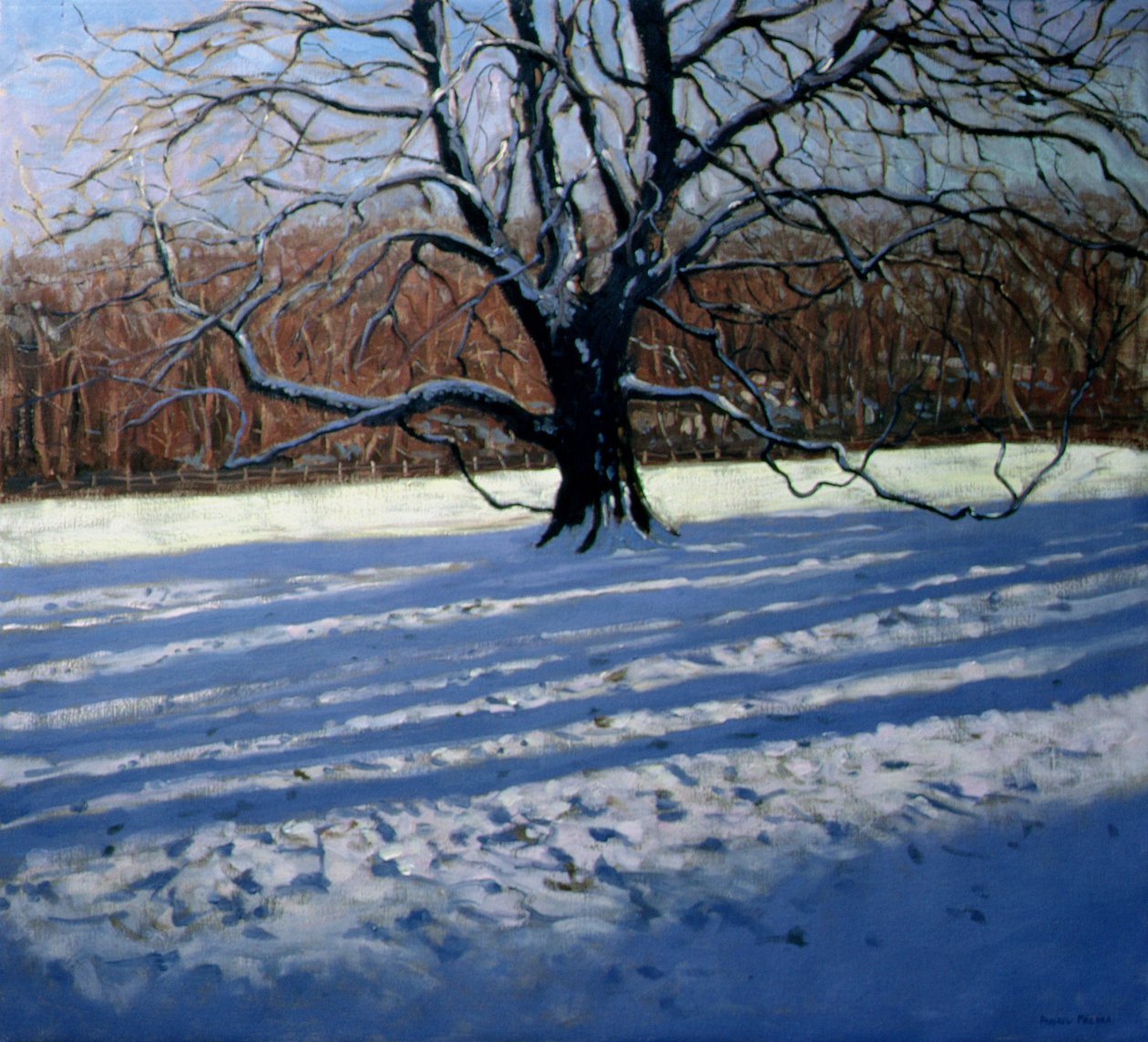 Velký strom, sníh, opatství Calke od Andrew Macara