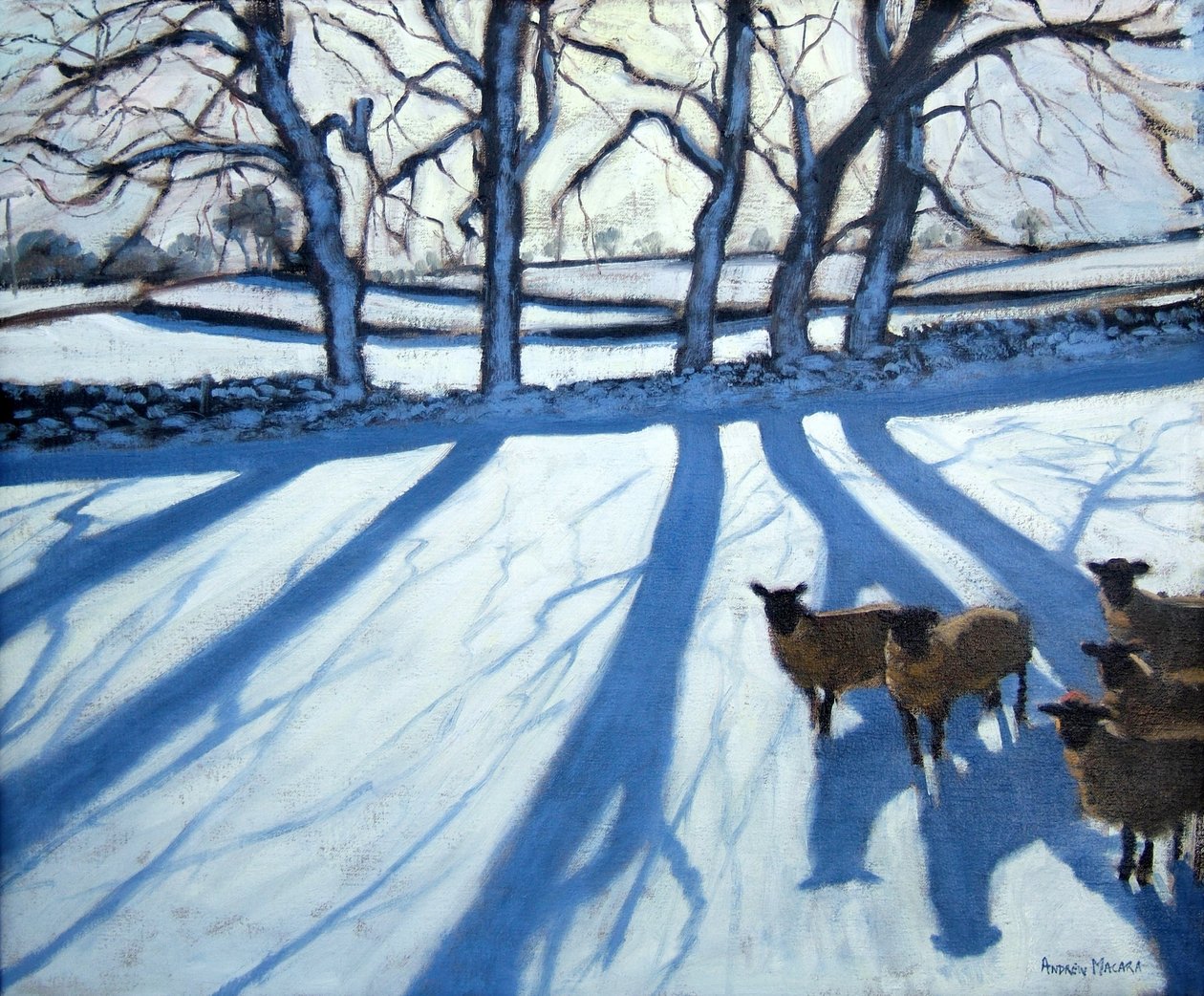 Ovce na sněhu, Derbyshire od Andrew Macara