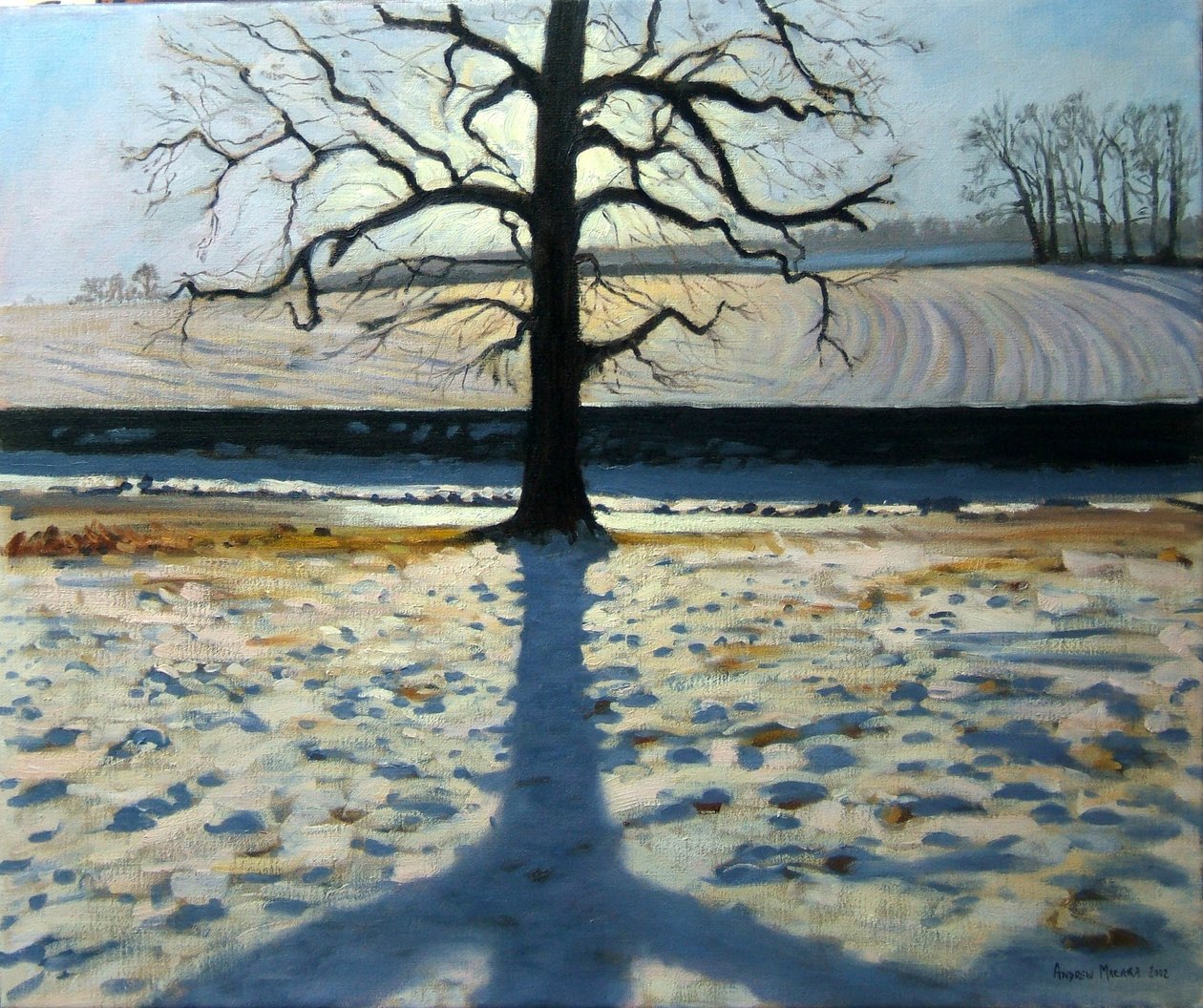 Strom a stín, Calke Abbey, Derbyshire od Andrew Macara