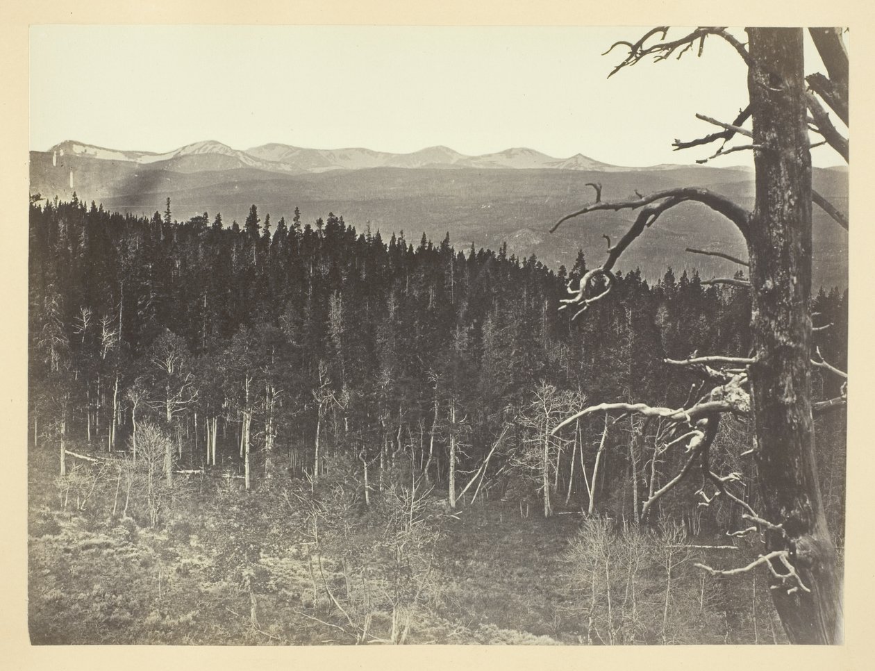 Linie sněhu a dřeva, Medicine Bow Mountain od Andrew Joseph Russell