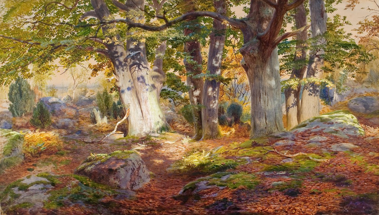 Podzimní sluneční světlo po dešti, Fontainebleau (akvarel a bodycolor na papíře) od Andrew MacCallum