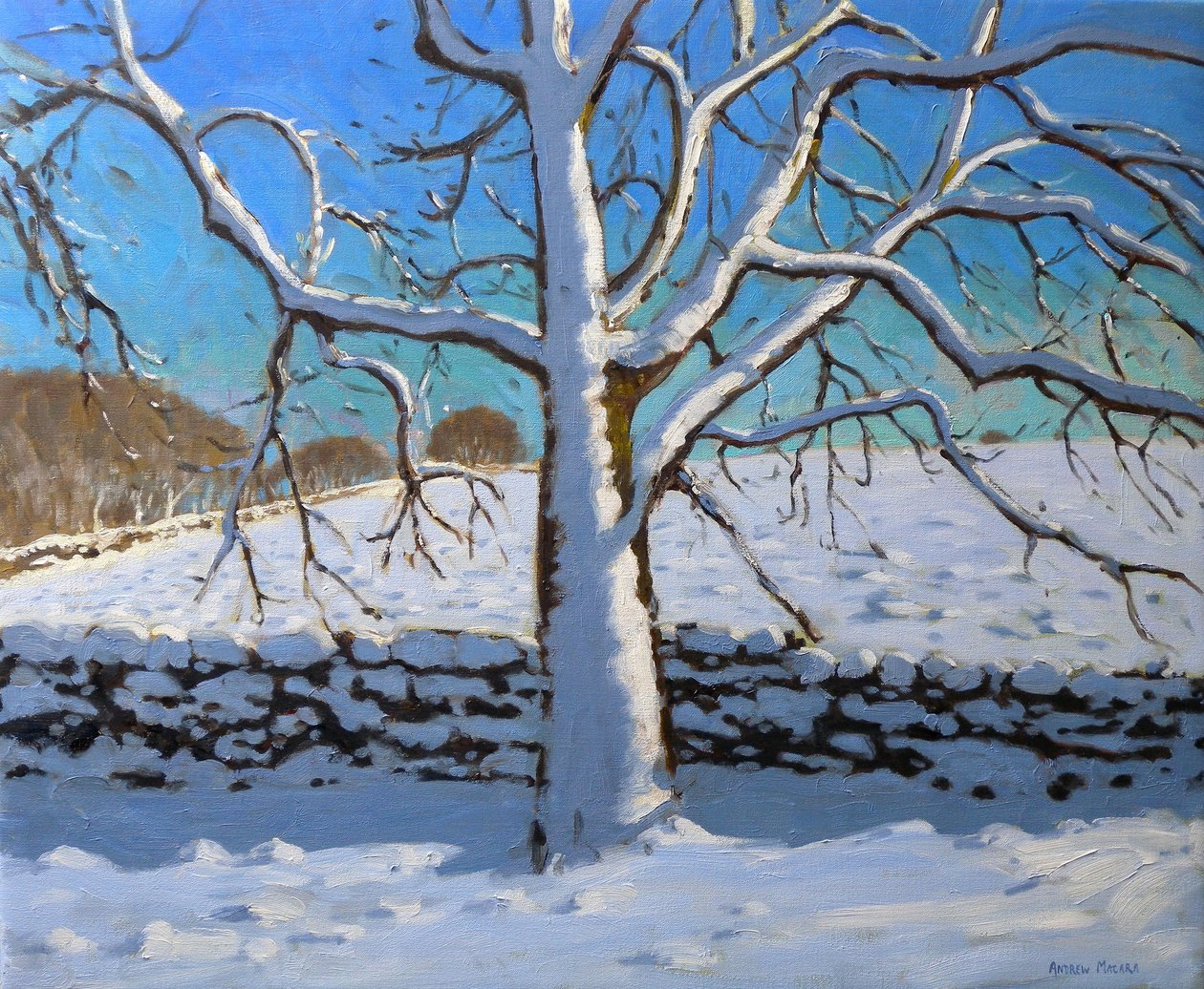 Sněhem pokrytý strom, 2011 (olej na plátně) od Andrew Macara