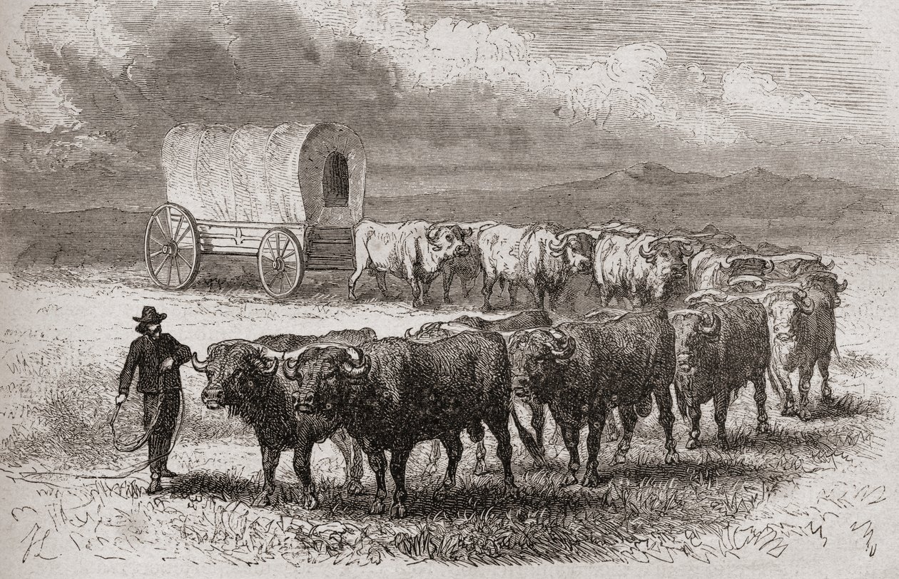 Jízda volů po amerických pláních v roce 1867, ilustrace z knihy "Svět v rukou", vydané v roce 1878. od Ange Louis Janet