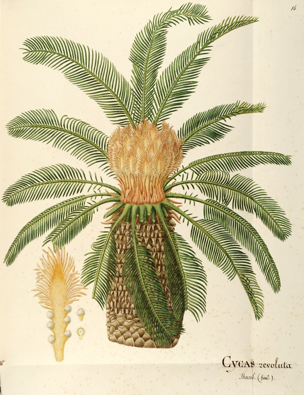 Ságová palma (Cycas revoluta Thunb), Cycadaceae od Angela Rossi Bottione, akvarel od Angela Rossi Bottione