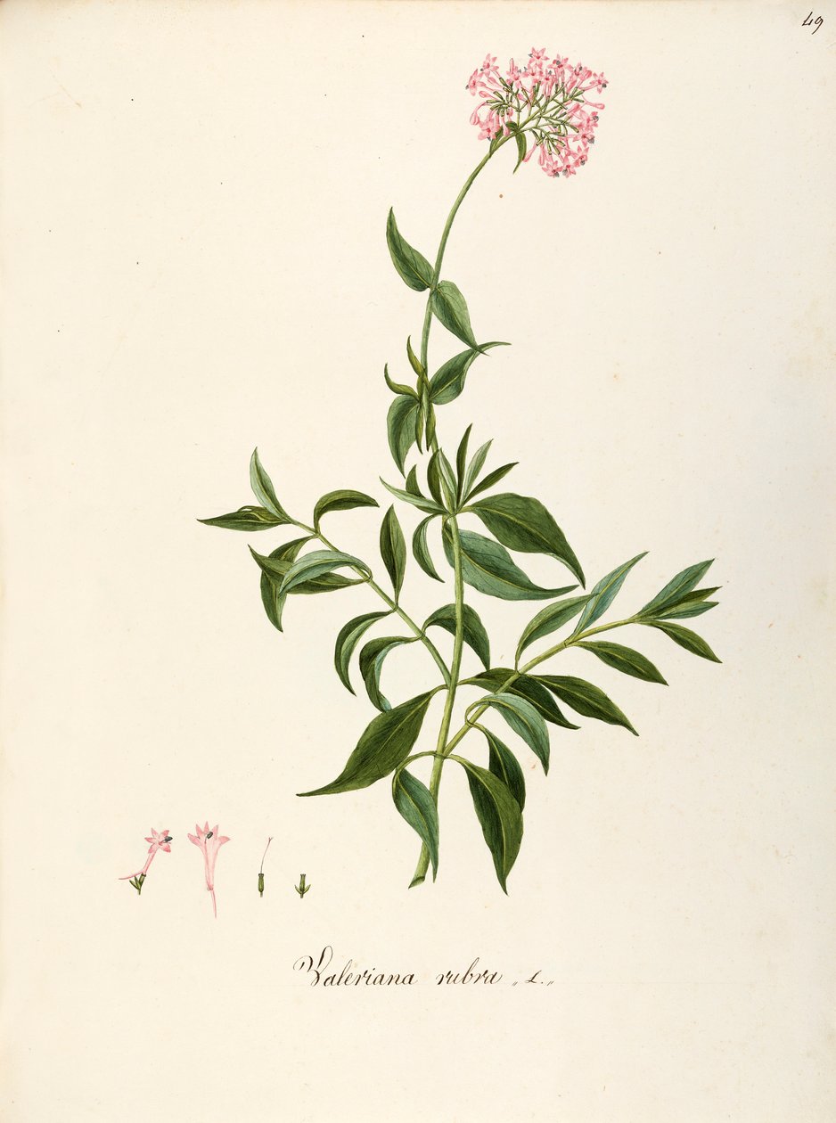 Valerianaceae, kozlík červený (Centranthus ruber), bylinná vytrvalá rostlina pro květinové záhony nebo skalnaté zahrady, spontánně v Itálii, Angela Rossi Bottione a spolupracovníci, akvarel od Angela Rossi Bottione