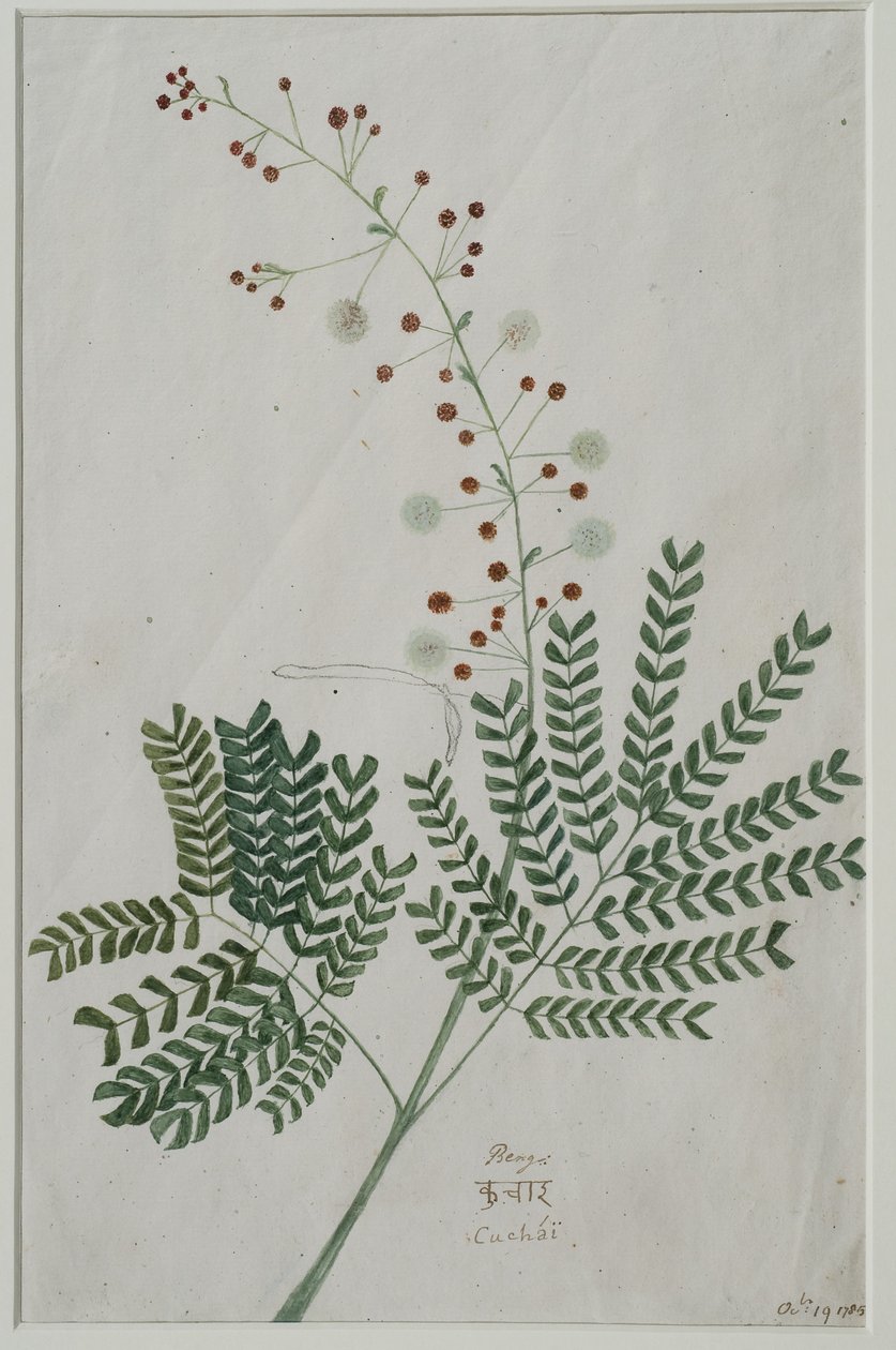 Acacia leucophloea, 1785 (wc na papíře) od Anna Maria Jones